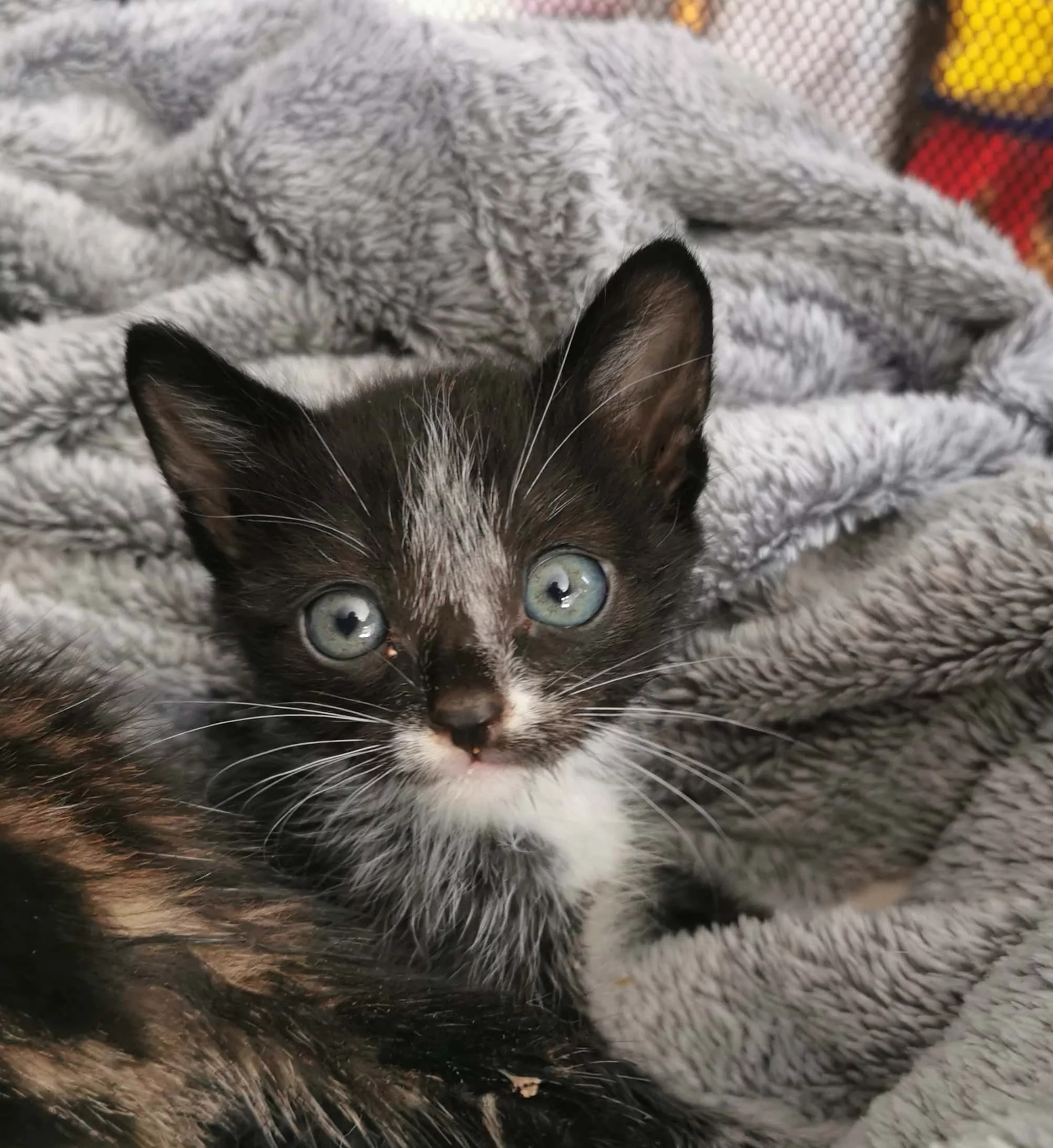 Ivy, chat recueilli par Les ti'chats