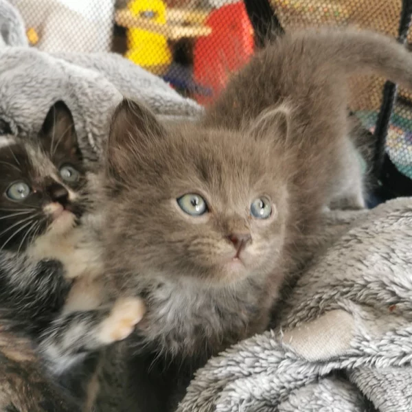 Jocker, chat adopté en 2023 grâce aux ti'chats