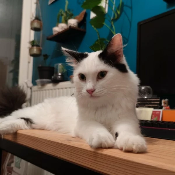 Kam, chat adopté en 2023 grâce aux ti'chats