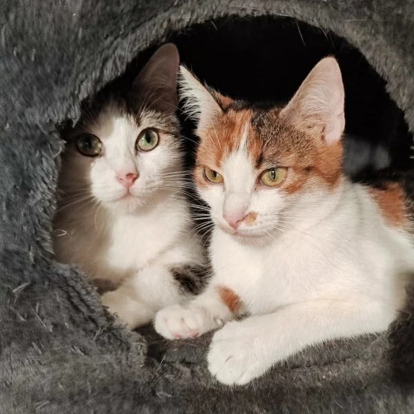 Katya et Trixie, chats adoptés via Les ti'chats