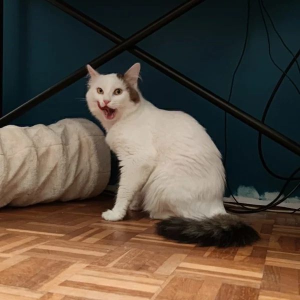 Kimchi, chat adopté en 2023 grâce aux ti'chats