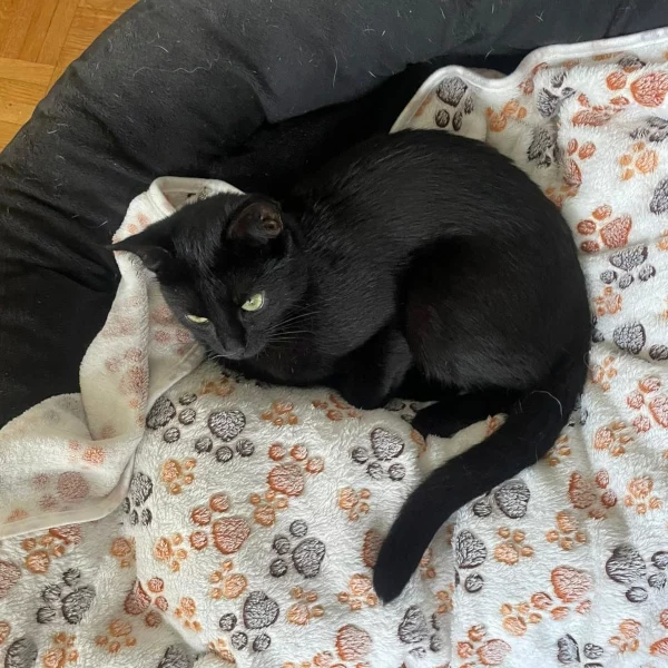 Kyne, chat adopté en 2023 grâce aux ti'chats