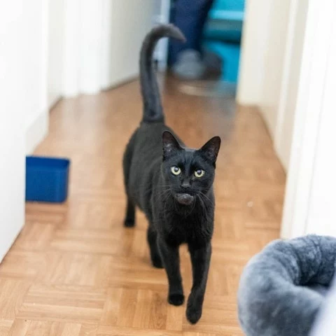 Léo, chat adopté en 2023 grâce aux ti'chats