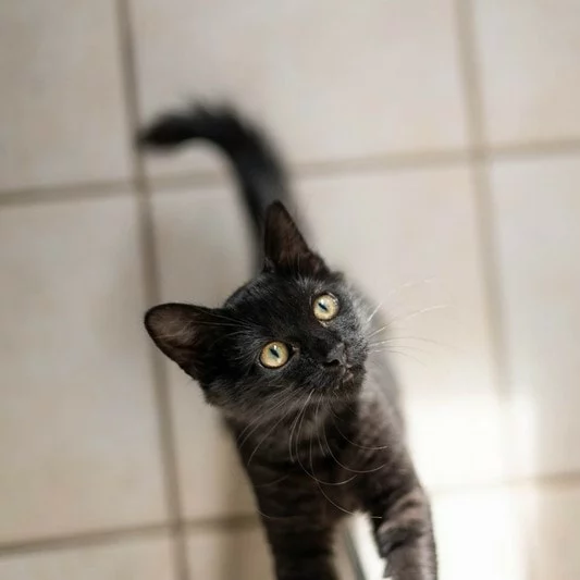 Léon, chat adopté en 2023 grâce aux ti'chats