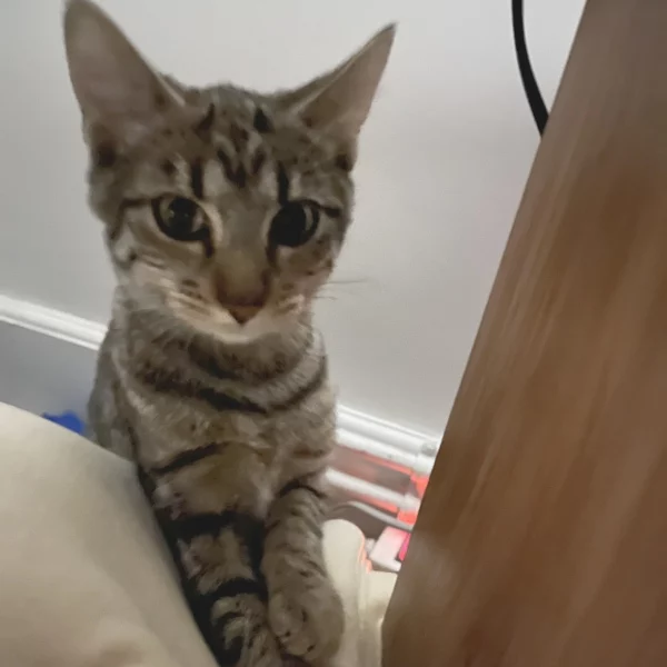 Luidja, chat adopté en 2023 grâce aux ti'chats