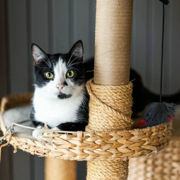 Martin, chat adopté en 2025 grâce aux ti'chats