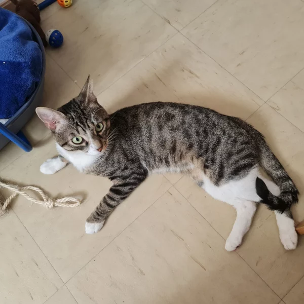 Max Oslo, chat adopté via Les ti'chats