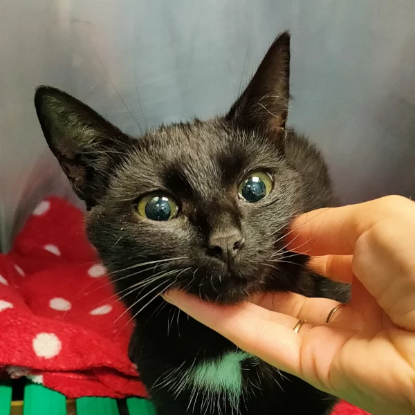 Mimi Coline, chat adopté en 2023 grâce aux ti'chats