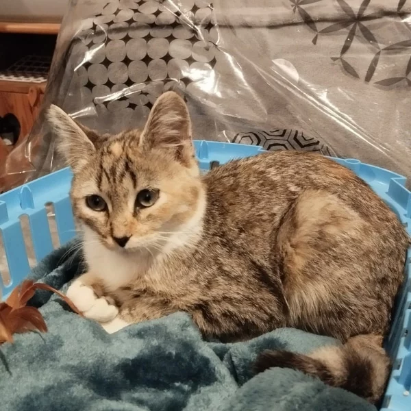 Morphine, chat adopté en 2023 grâce aux ti'chats
