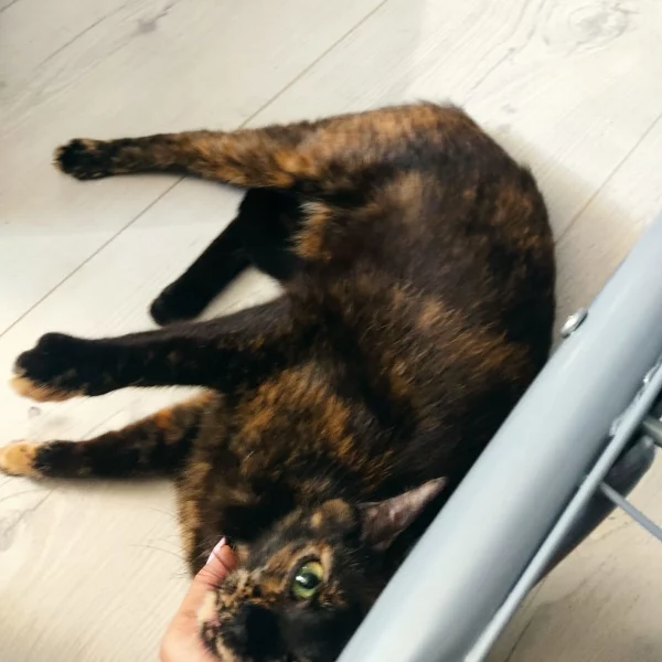 Nara, chat adopté en 2023 grâce aux ti'chats