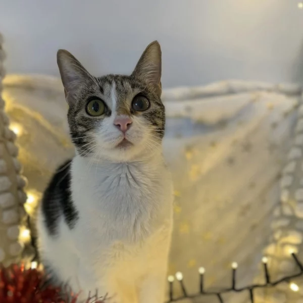 Olivia, chat adopté via Les ti'chats