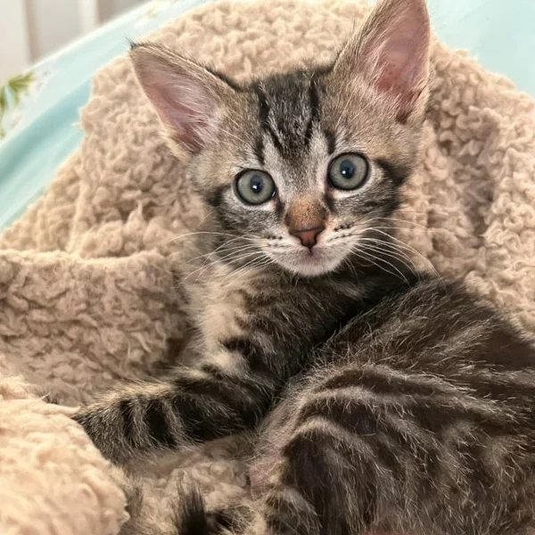 Paupiette, chat adopté via Les ti'chats