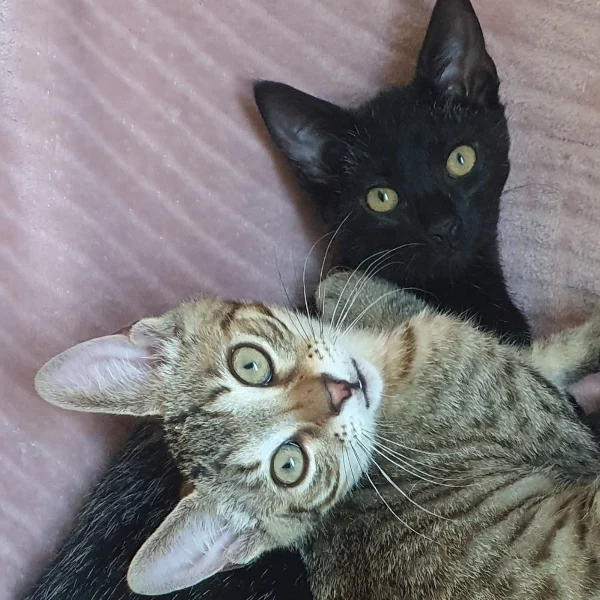 Perlin & Pimpin, chat adopté en 2023 grâce aux ti'chats