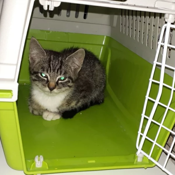 Plume, chat adopté en 2023 grâce aux ti'chats
