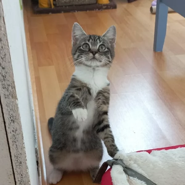 Plumeau, chat adopté en 2023 grâce aux ti'chats