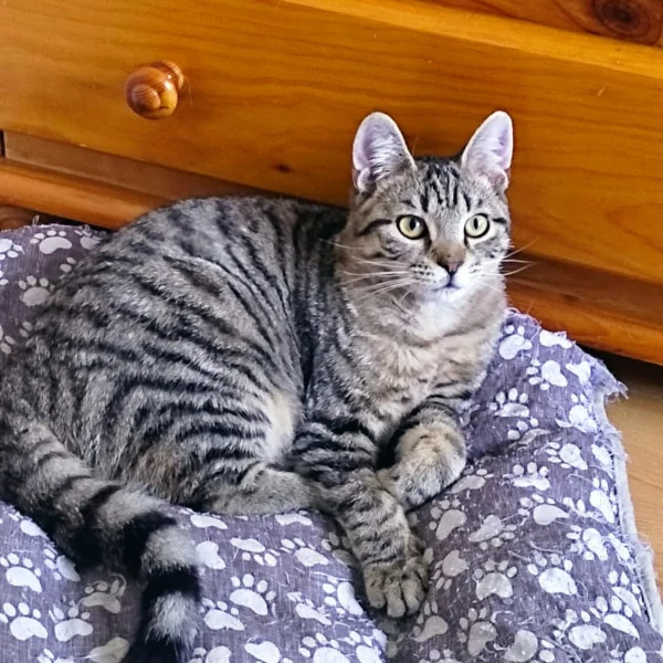Tao, chat adopté via Les ti'chats