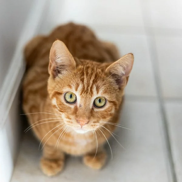 Trevor, chat adopté en 2023 grâce aux ti'chats