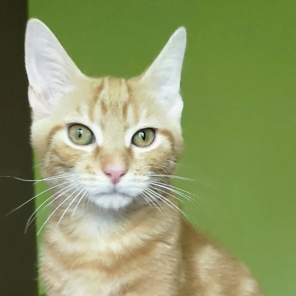 Uriel, chat adopté en 2023 grâce aux ti'chats