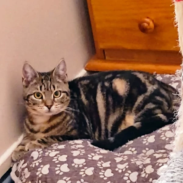 Zia, chat adopté en 2023 grâce aux ti'chats