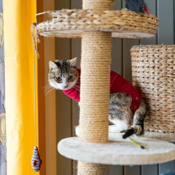 Alana Alana, chat femelle tigrée tricolore recueilli par Les ti'chats