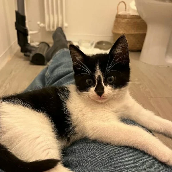 Dali, chat adopté en 2023 grâce aux ti'chats