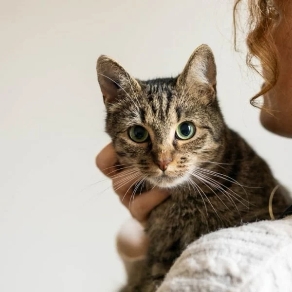 Bartabas, chat adopté en 2023 grâce aux ti'chats