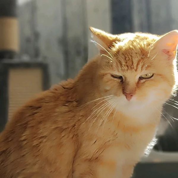 Betty, chat adopté en 2023 grâce aux ti'chats