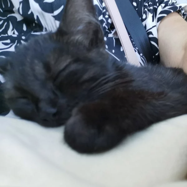 Callie, chat adopté en 2023 grâce aux ti'chats
