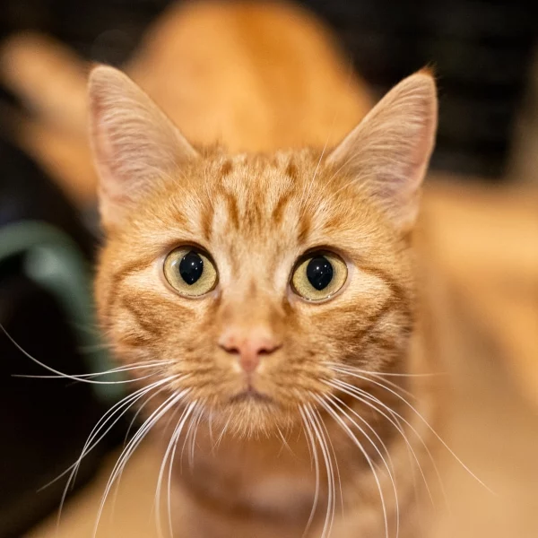 Caramel, chat adopté via Les ti'chats