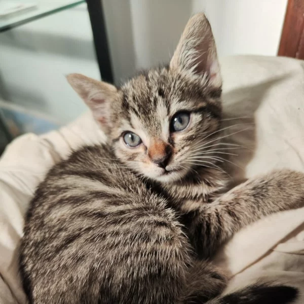 Cracker, chat adopté en 2023 grâce aux ti'chats