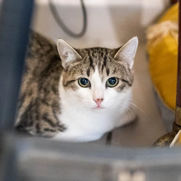 Denny, chat adopté en 2025 grâce aux ti'chats