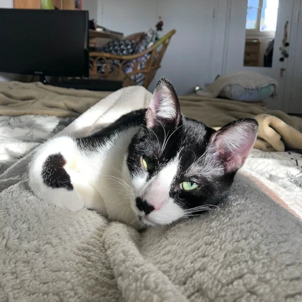 Derek, chat adopté en 2025 grâce aux ti'chats