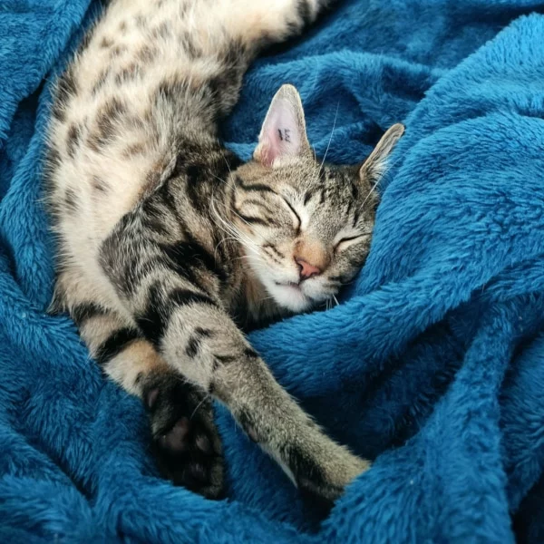 Ekko, chat adopté en 2023 grâce aux ti'chats