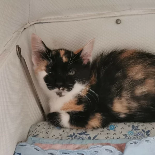 Lexie, chat adopté en 2023 grâce aux ti'chats