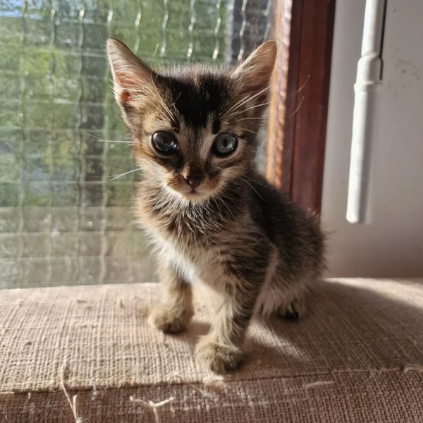 Jiggly, chat adopté via Les ti'chats