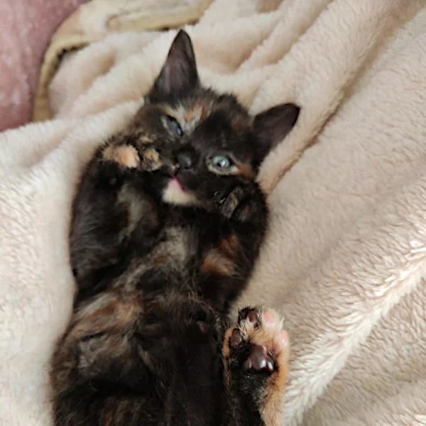 Jujubee, chat adopté en 2023 grâce aux ti'chats