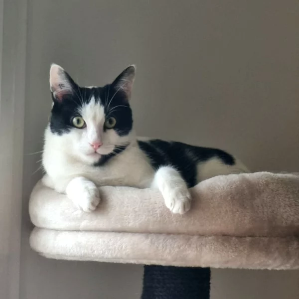 Kiddy, chat adopté via Les ti'chats