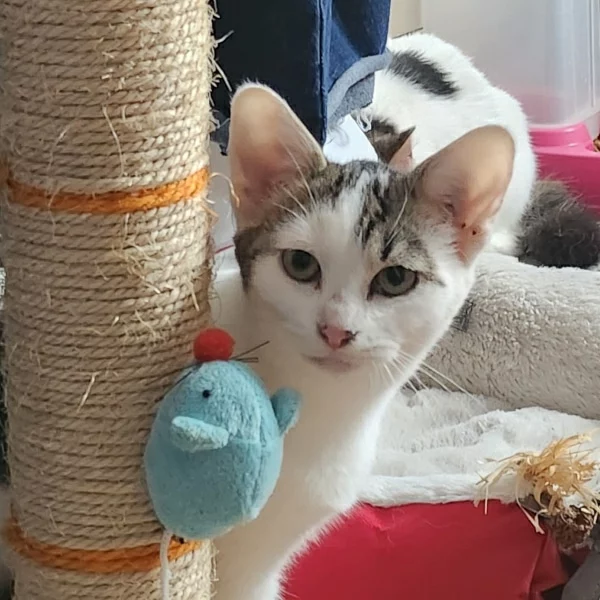 Mimi, chat adopté en 2023 grâce aux ti'chats