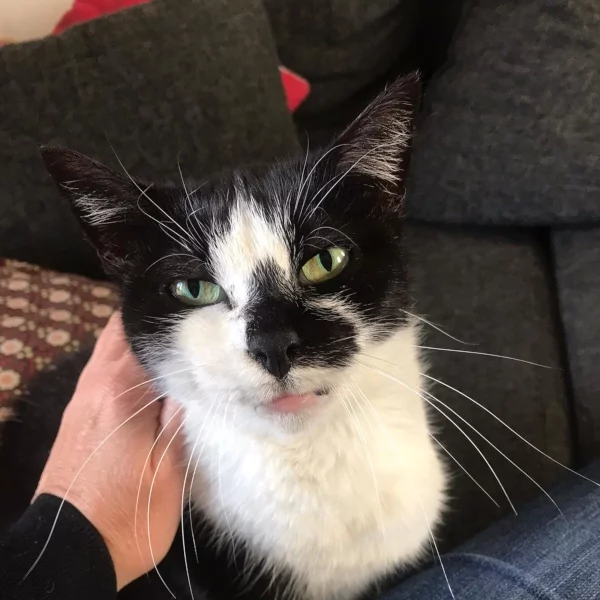 Mirabelle, chat adopté en 2023 grâce aux ti'chats