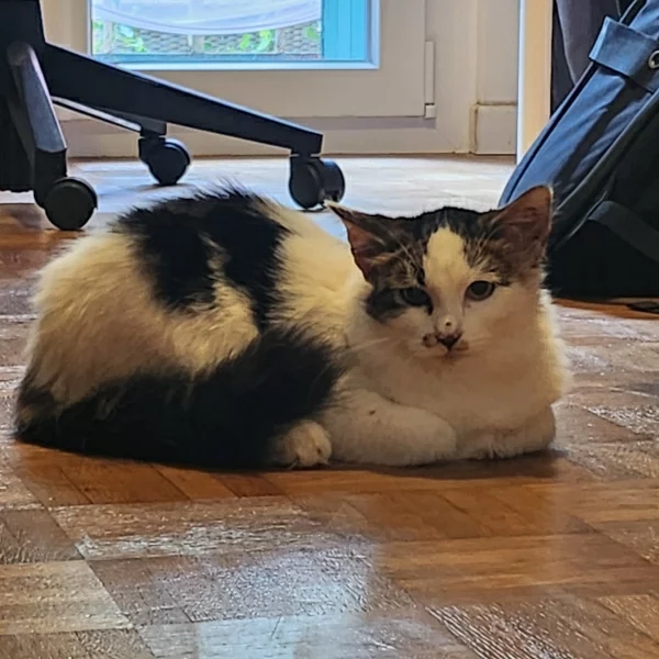 Moustache, chat adopté en 2023 grâce aux ti'chats