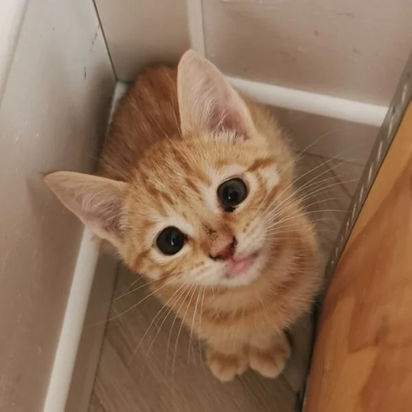 Owen, chat adopté en 2023 grâce aux ti'chats