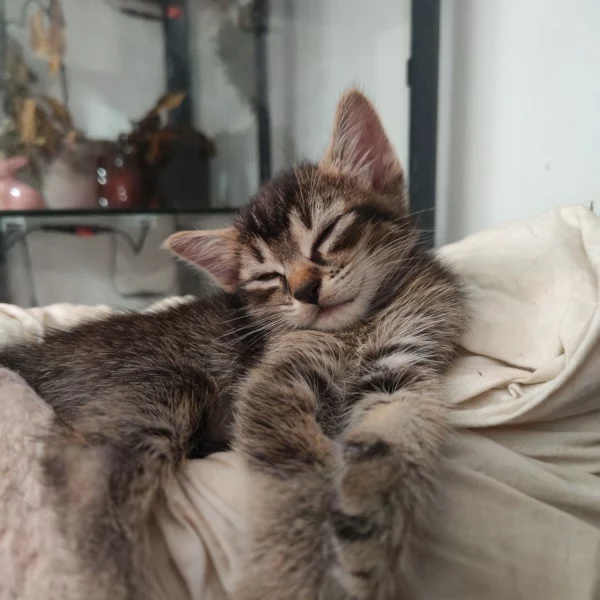 Peppermint, chat adopté en 2023 grâce aux ti'chats
