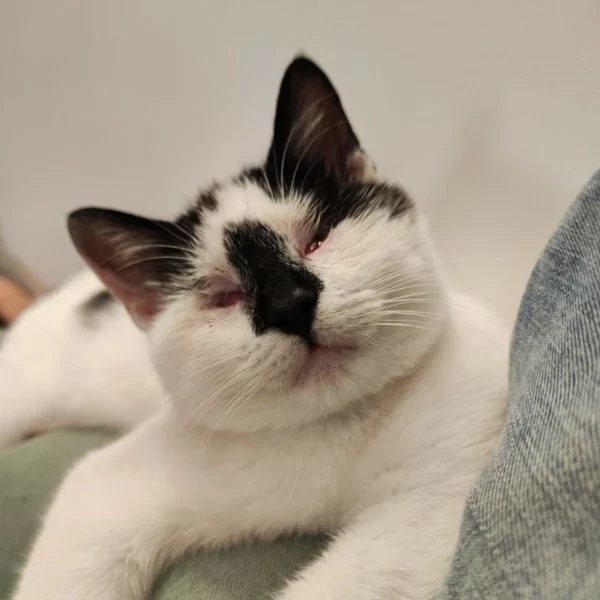 Pirate, chat adopté via Les ti'chats