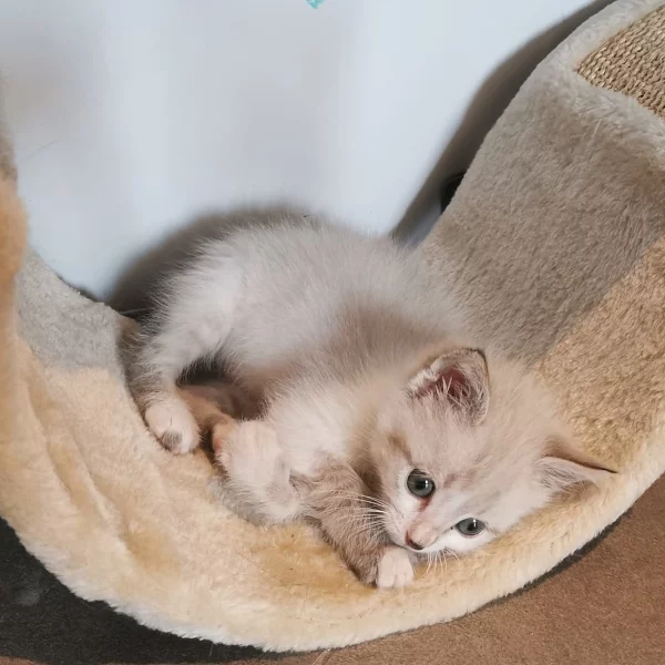Pyrénée, chat adopté en 2023 grâce aux ti'chats