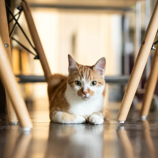 Shepherd, chat adopté en 2023 grâce aux ti'chats
