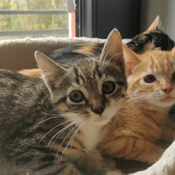 Teddy, chat adopté en 2023 grâce aux ti'chats
