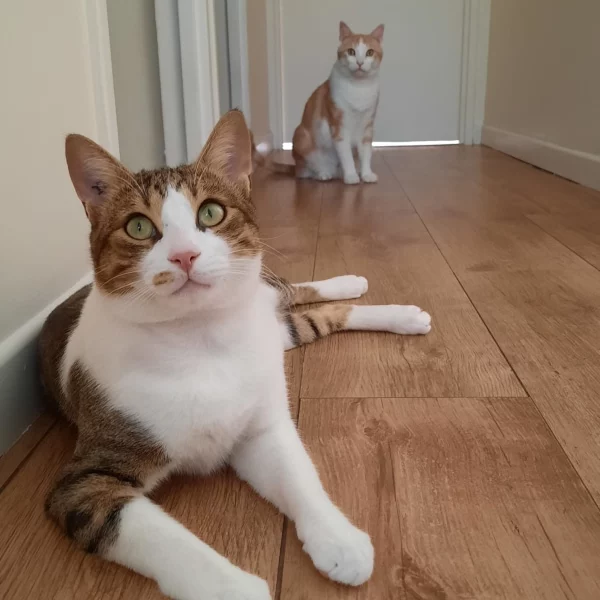 Ticha, chat adopté en 2023 grâce aux ti'chats