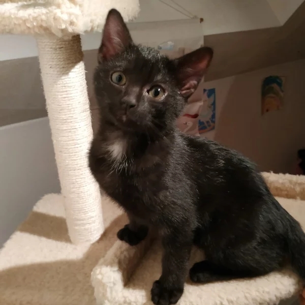 Uriel, chat adopté en 2023 grâce aux ti'chats