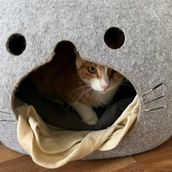 Voltali, chat adopté en 2023 grâce aux ti'chats