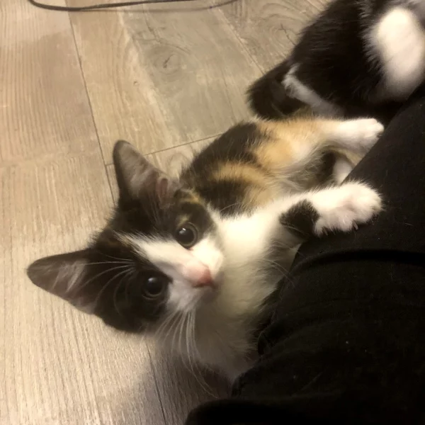 Poppie, chat adopté via Les ti'chats